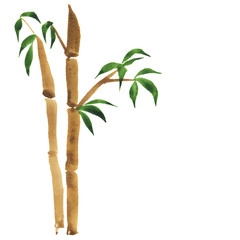 Bamboo tree isolated on white background. Hand drawn watercolor illustration.
