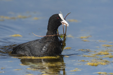 Foulque macroule (Fulica atra - Eurasian Coot)