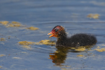 Foulque macroule (Fulica atra - Eurasian Coot)