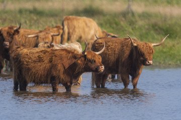 Vaches Highland Cattle (écossaises) pour l'entretien du marais