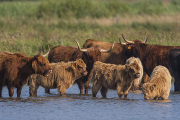Vaches Highland Cattle (écossaises) pour l'entretien du marais
