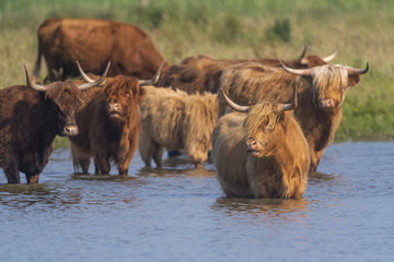 Vaches Highland Cattle (écossaises) pour l'entretien du marais