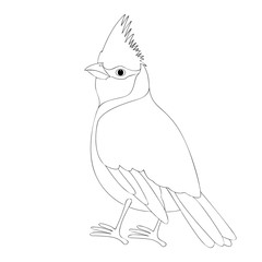 cardinal bird vector illustration  coloring book  