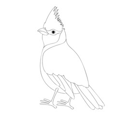 cardinal bird vector illustration  coloring book  
