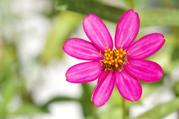 Zinnia, Youth-and-old-age, Zinnia elegans