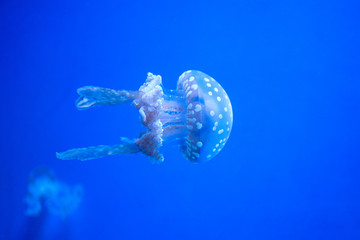 Obraz premium jelly fish swimming in aquarium