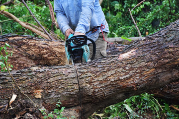A carpenter in blue shirt is sawing the big tree by chainsaw.