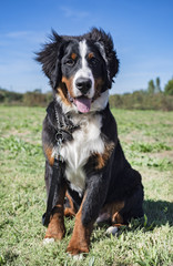 bernese mountain dog in obedience