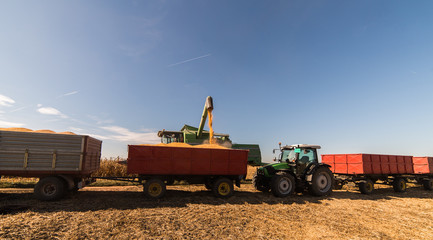 Pouring corn grain into tractor trailer after harvest