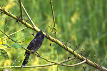 Birds in green