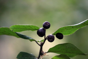 berries on a Bush branch