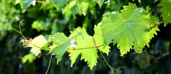 Banner, Weinrebenblätter im Gegenlicht mit Regentropfen