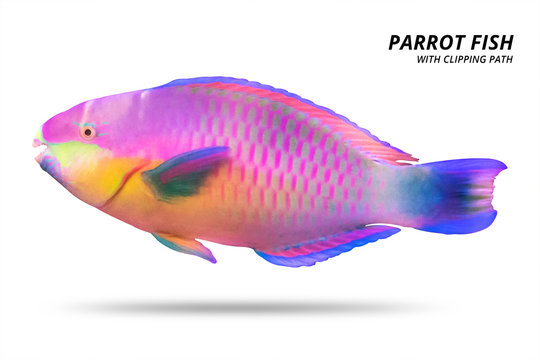 Parrot fish isolated on white background. Parrotfish with cut out. ( Clipping path )