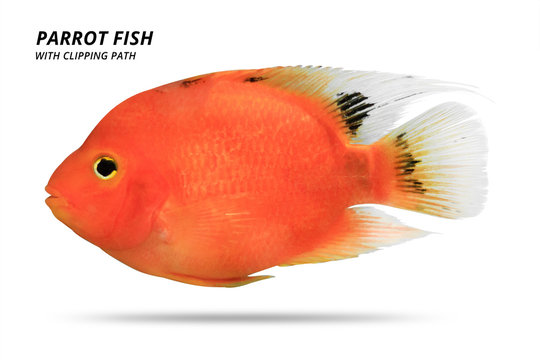 Orange parrot fish isolated on white background. Parrotfish with cut out. ( Clipping path )