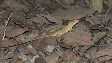 Lizard