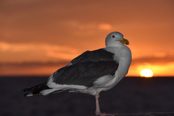Seagull