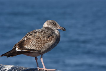 Looks of a seagull