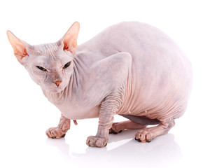 Animal, cat and sphinx concept - bald sphinx cat on white,