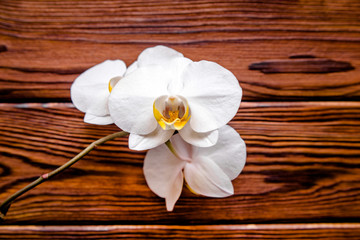 Fototapeta na wymiar Branch of a White orchid on a brown wooden background 