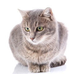 Portrait of a gray cat. Cat without breed.