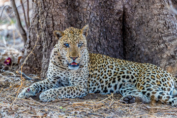 Old male African leopard (Panthera pardus) resting at the base of a tree, South Luangwa, Zambia