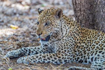 Old male African leopard (Panthera pardus) resting at the base of a tree, South Luangwa, Zambia