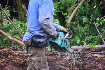 A carpenter in blue shirt is sawing the big tree by chainsaw.
