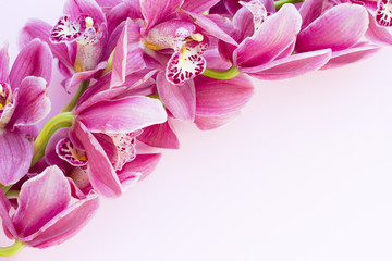 Spa and wellness setting with orchid flower, oil on wooden white background closeup top view