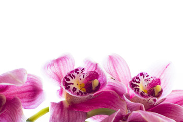 Spa and wellness setting with orchid flower, oil on wooden white background closeup top view