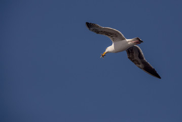 Seagull