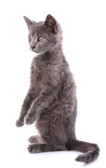 Gray kitten standing on legs zadniyi. Isolated on a white background