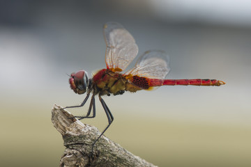 Dragon Fly