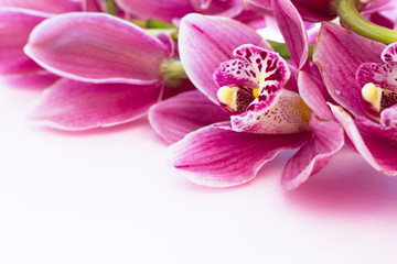 Fototapeta na wymiar Spa and wellness setting with orchid flower, oil on wooden white background closeup top view