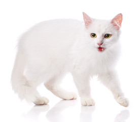 The white cat stands . Isolated on a white background
