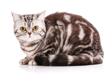 Thoroughbred British straight cat on a white background. Pet.