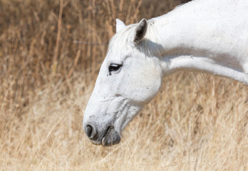 Obraz premium White horse eating