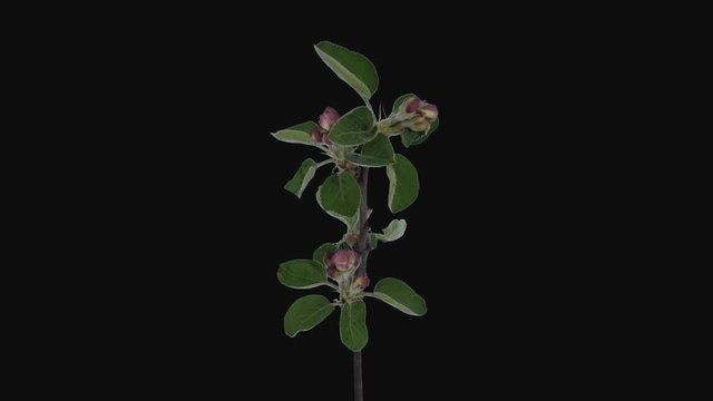 Time-lapse of blooming apple branch 9a1 in PNG+ format with ALPHA transparency channel isolated on black background
