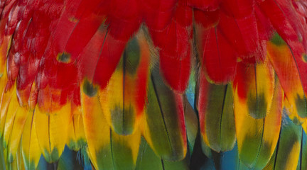 Close up Colorful of Scarlet macaw bird's feathers with red yellow orange and blue shades, exotic nature background and texture