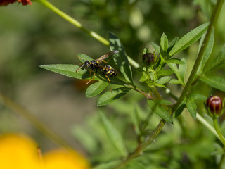 Fototapeta premium La Guêpe poliste (Polistes dominula), une espèce commune en Europe méridionale. Du genre poliste, plus grande que les guêpes communes, les pattes arrières pendantes en vol et se reconnait par ses ante