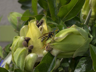 La Guêpe poliste (Polistes dominula), une espèce commune en Europe méridionale. Du genre...