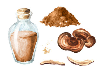 Dried Reishi ganoderma lucidum mushroom with powder  and tincture set. Superfood. Watercolor hand drawn illustration, isolated on white background