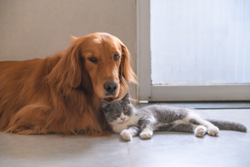 Golden Retriever and Kitten