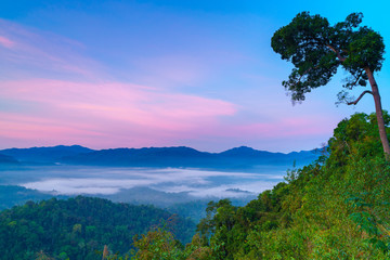 Twilight over forest in Thailand.