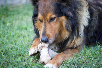 Obraz na płótnie Canvas close portrait of a dog playing with a bone in the grass