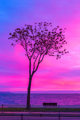 Tree and bench by the sea in twilight.