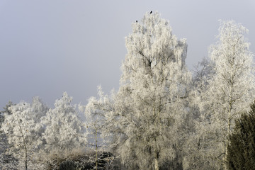 Winterbaum