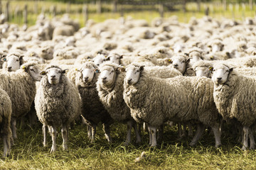 Obraz premium Schafe2