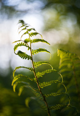 fern on green background