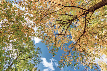 colorful autumn forest with a path
