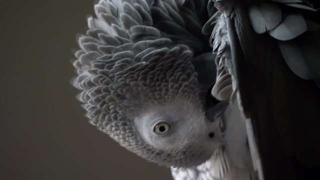 African grey parrot 
